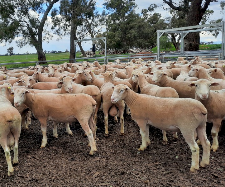 2021 Pepperton Poll Dorset Flock Rams - High Lambplan TCP and Eating Quality Index