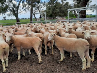 2021 Pepperton Poll Dorset Flock Rams - High Lambplan TCP and Eating Quality Index