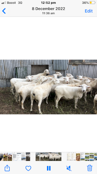 70 Australian White ewes