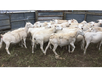 70 Australian White ewes