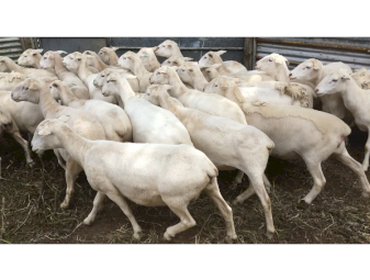 70 Australian White ewes