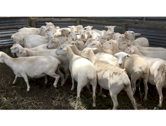 70 Australian White ewes