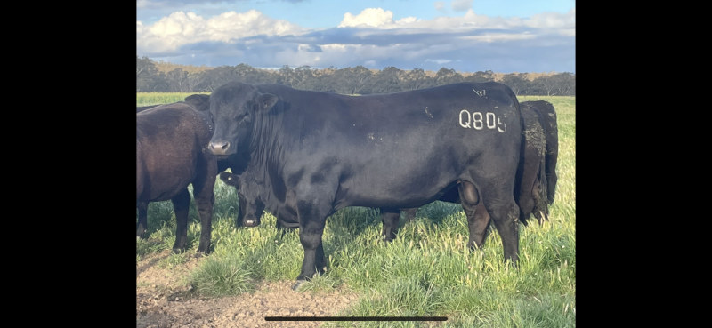 PURE BRED STUD ANGUS BULLS