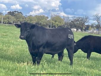 PURE BRED STUD ANGUS BULLS