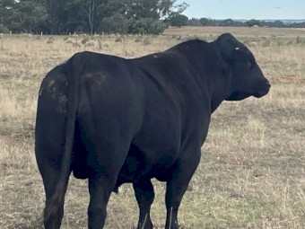 PURE BRED STUD ANGUS BULLS