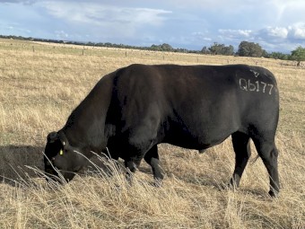 PURE BRED STUD ANGUS BULLS