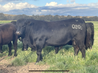 PURE BRED STUD ANGUS BULLS