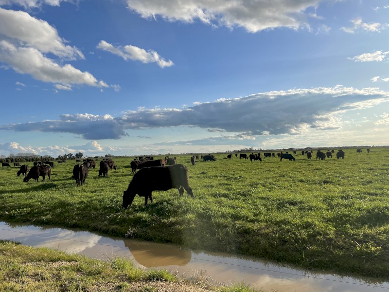 WANTED Lease or Agistment for 100-200 Angus Cows