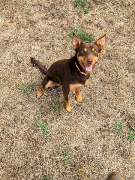 16 month female red and tan kelpie | Farm Tender