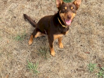 Two year old female red and tan kelpie