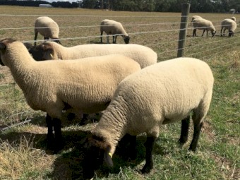 Suffolk Ewes 
