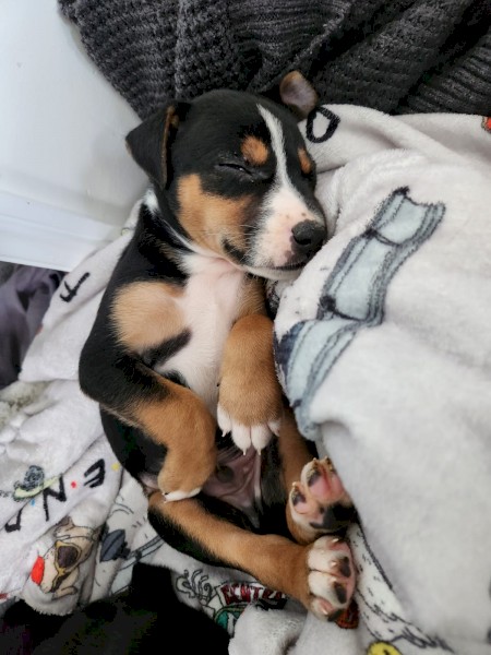 Kelpie x Border Collie Puppies