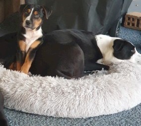 Kelpie x Border Collie Puppies