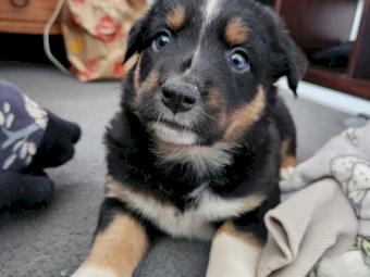 Kelpie x Border Collie Puppies