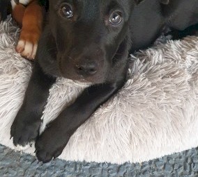 Kelpie x Border Collie Puppies