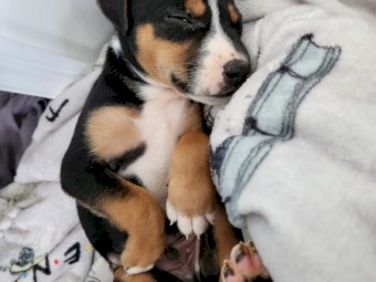 Kelpie x Border Collie Puppies