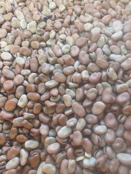 Faba Beans