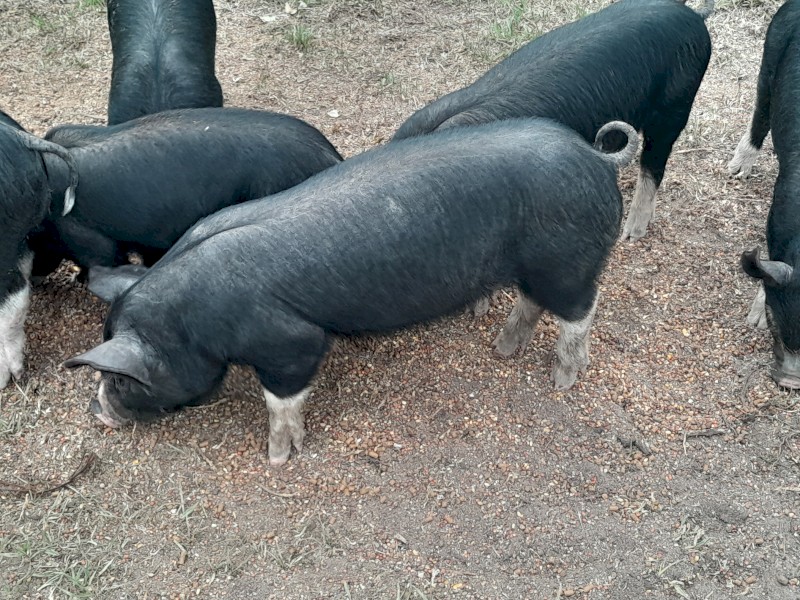 Berkshire  piglets