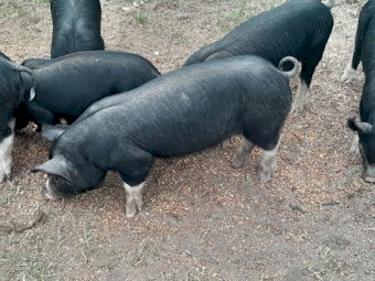 Berkshire  piglets