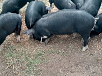 Berkshire  piglets