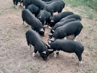 Berkshire  piglets