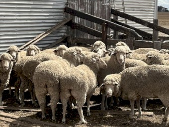 Merino ewes PTIL