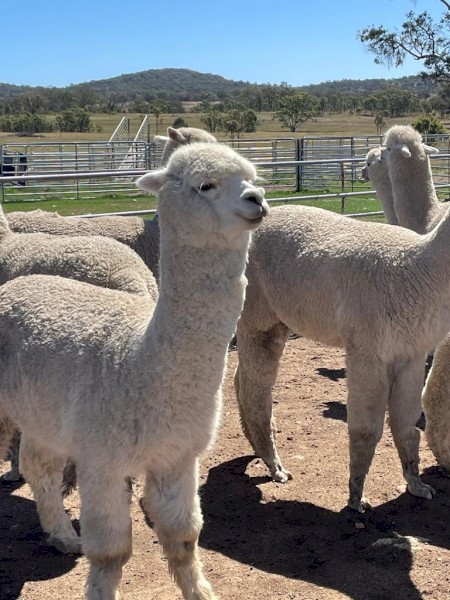  Quality Alpaca Males For Sale 