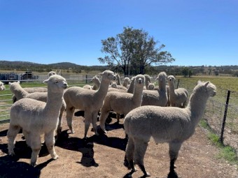  Quality Alpaca Males For Sale 
