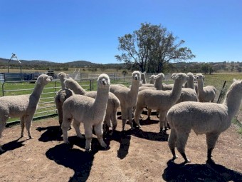  Quality Alpaca Males For Sale 