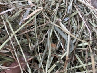 Clover & Rye Hay 350kg 5x4 Round Bales