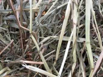 Clover & Rye Hay 350kg 5x4 Round Bales