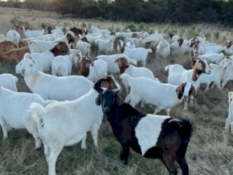 Pure Boer goat breeding bucks and does for sale.