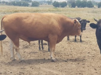 Baldridge Red Wagyu Bull fullblood