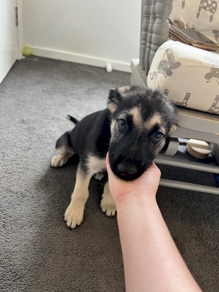 Maremma x German Shepard 