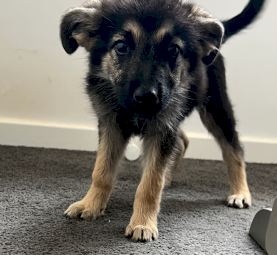 Maremma x German Shepard 