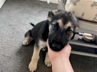 Maremma x German Shepard 