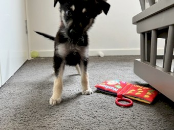 Maremma x German Shepard 