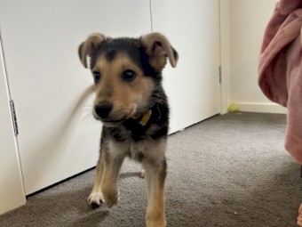 Maremma x German Shepard 