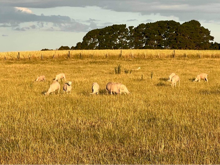 WANTED Grazing Lease Land for Sheep