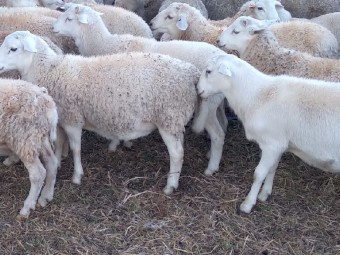 337 Dorper Ram Lambs