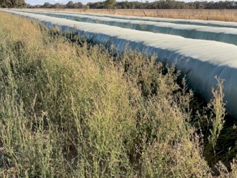 Oaten and Lucerne Silage