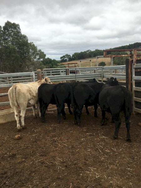 3 Pure Angus Heifers