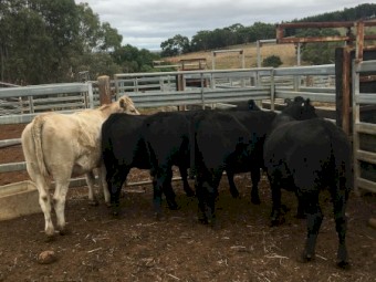 3 Pure Angus Heifers