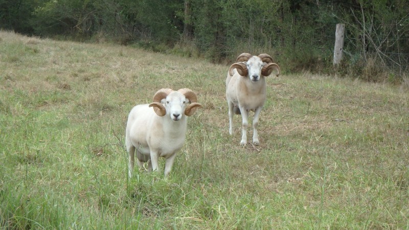 Wiltshire Horn Rams For Sale