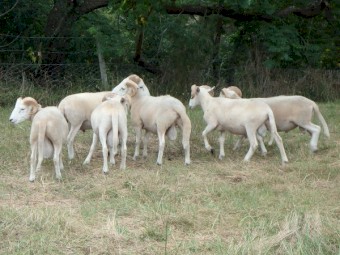 Wiltshire Horn Rams For Sale