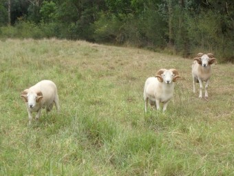Wiltshire Horn Rams For Sale