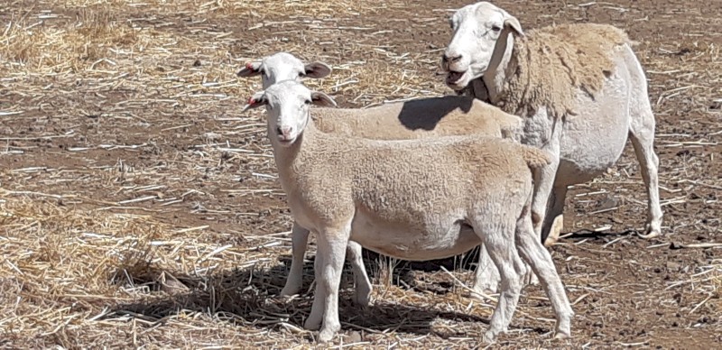 October 22 drop 5x ewe and 2x wether