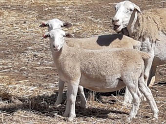 October 22 drop 5x ewe and 2x wether