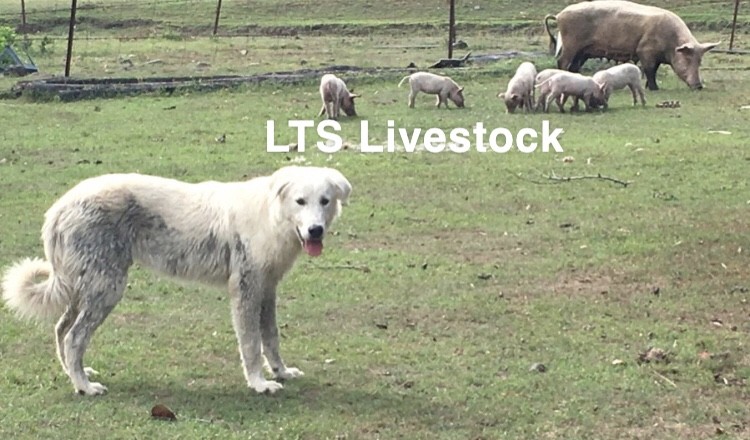 Working Maremma Male 