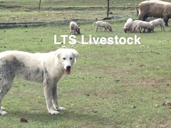 Working Maremma Male 